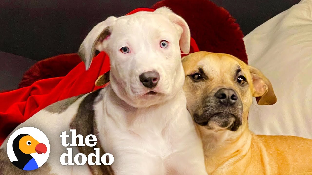 Watch Kalen Allen's Rescue Pups Go From Frenemies To Family | The Dodo You Know Me Now Meet My Pet