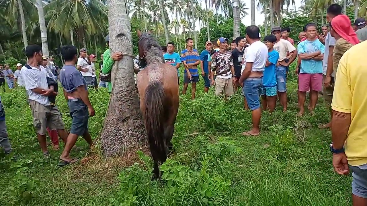 3x winner na kabayo sa doldol bacong pinagkagulohan . 20k Ang pusta napanalonan