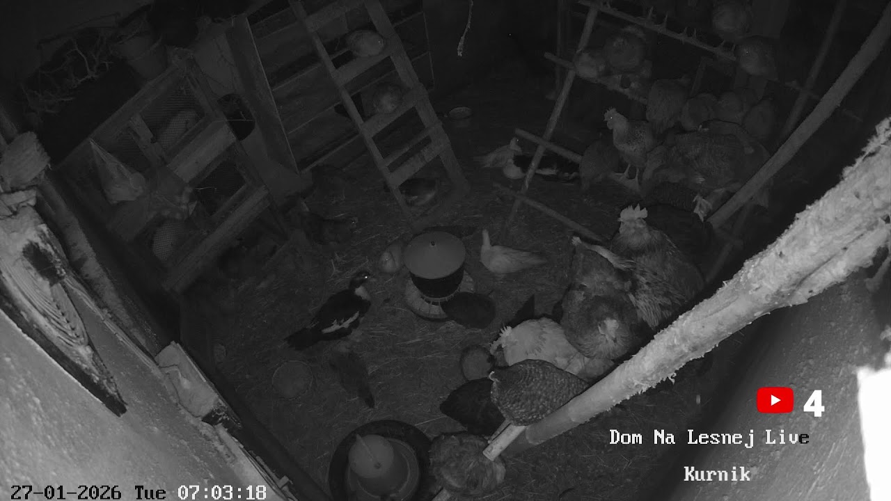 Nocny Live z kurnika - Dom na Leśnej