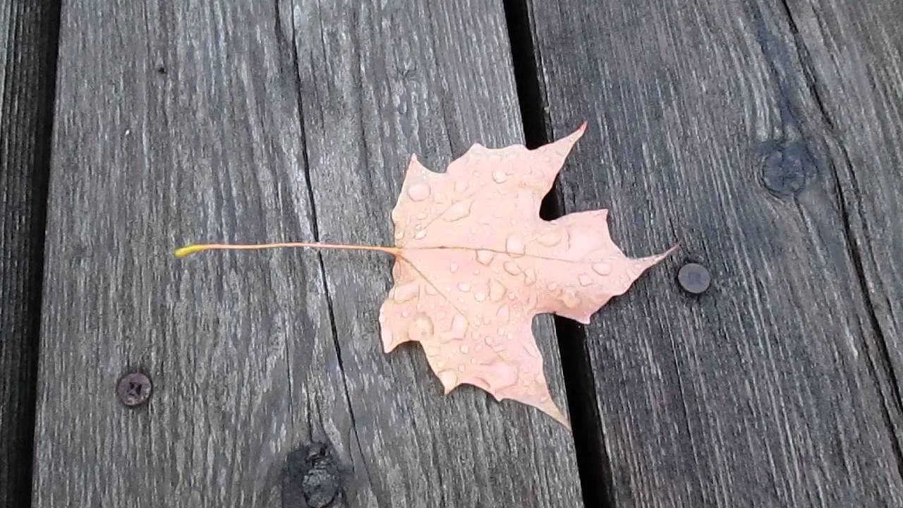 Fall Leaves on the Deck