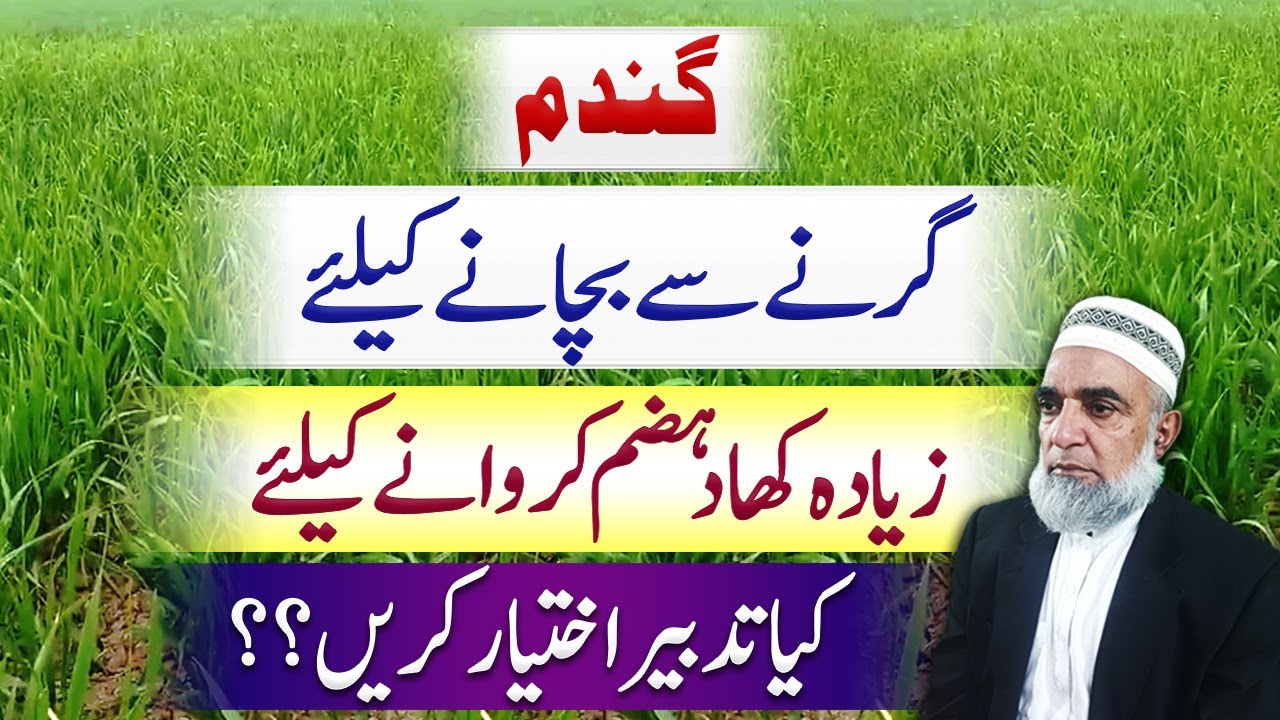 How to Prevent Lodging in Wheat Crop || Crop Reformer