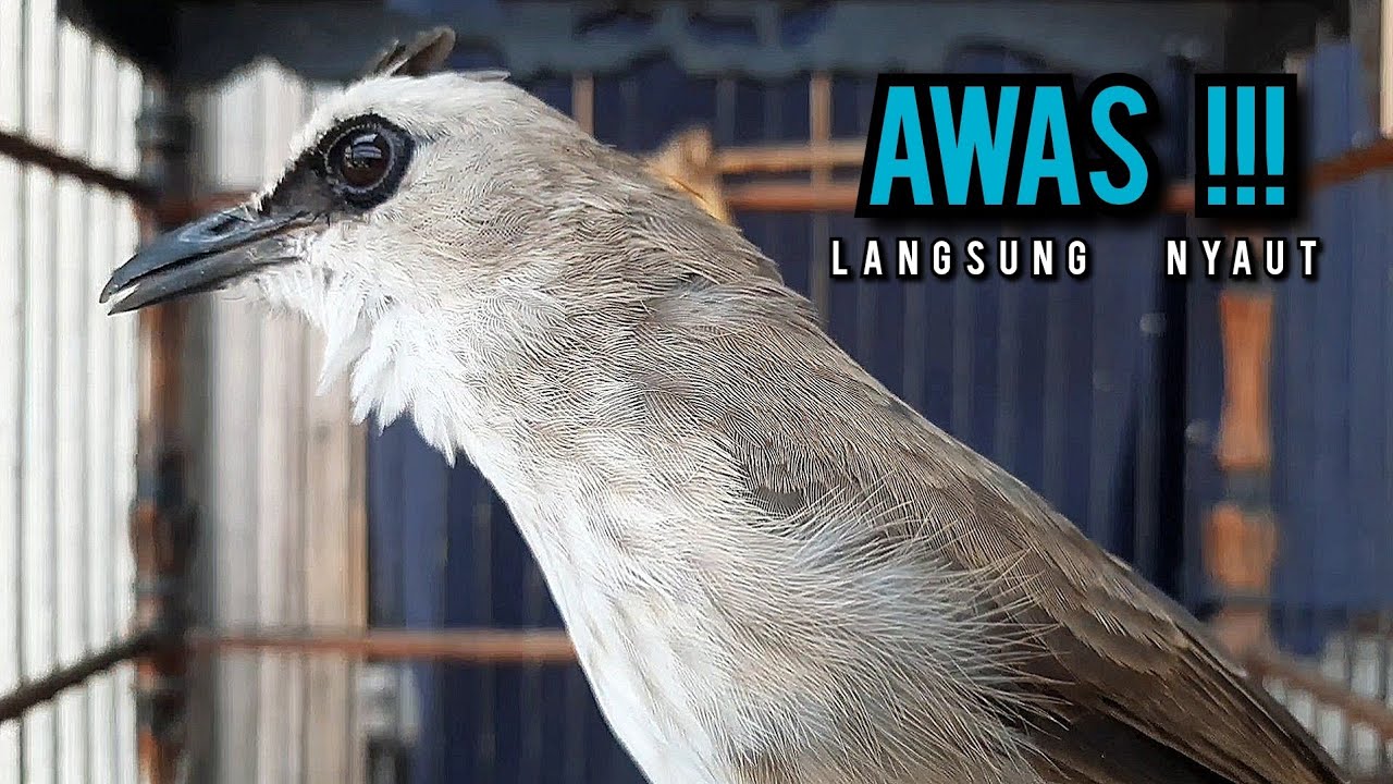 trucukan gacor TARUNG ROPEL PANJANG pancingan trucukan agar bunyi jadikan burung trucuk gacor EMOSI