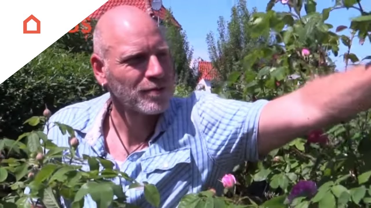 Nus om dine roser og få endnu flere blomster
