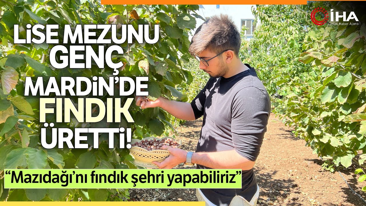 Okulu Bırakıp, Mardin’de Fındık Üretmeye Başladı
