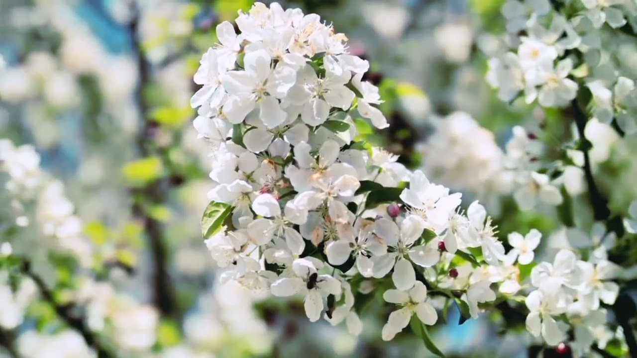 Beautiful Flowers and Nature Sounds 🌸 Relaxing Music for Stress Relief, Sleep, Meditation and Peace