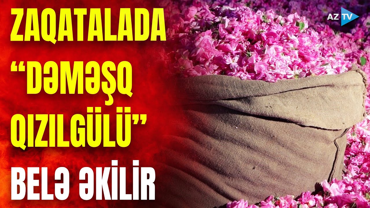Zaqatalada 