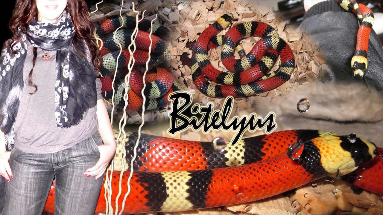 Dos nuevos bebés, ¿adivinas el 2º?