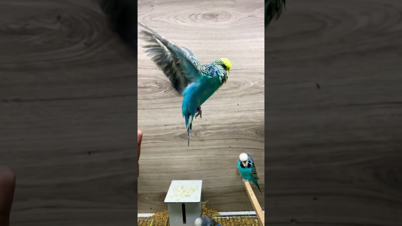 Show Jumbo U&ccedil;uşa Ge&ccedil;iş 😂