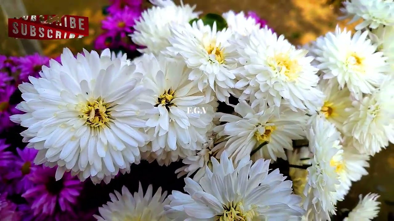 FGV-190 |Chandramallika |চন্দ্র মল্লিকা ফুলের বাগানের ভিডিও