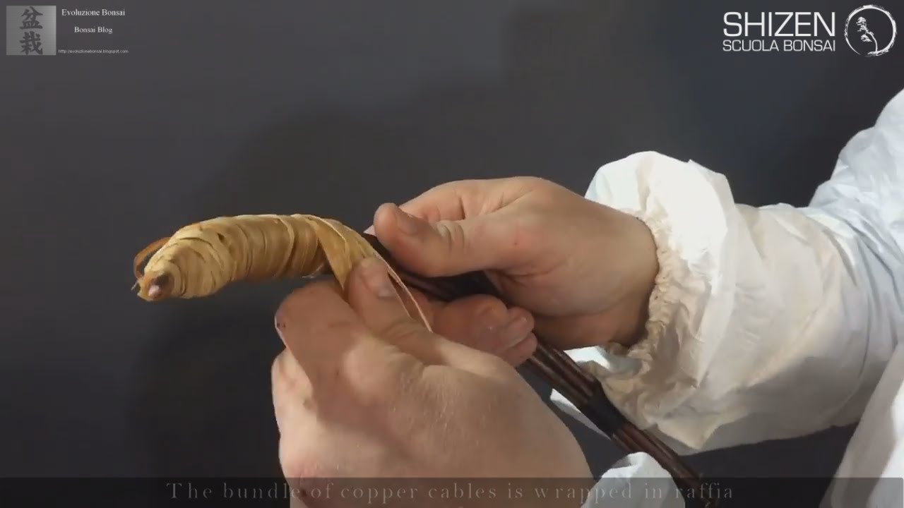 Advanced bonsai technique - Bending of a large branch on a Taxus tree  by Bruno Proietti Tocca