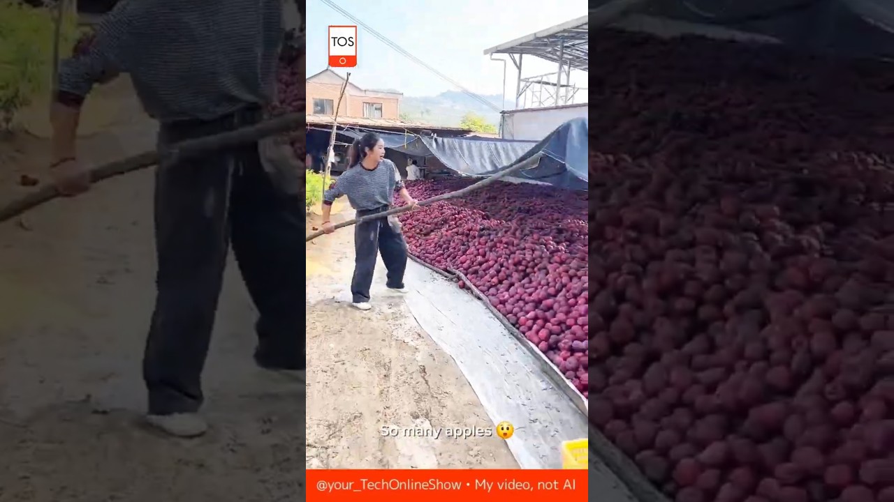MOUNTAINS OF APPLES 🍎 incredible harvest #WOW #skills