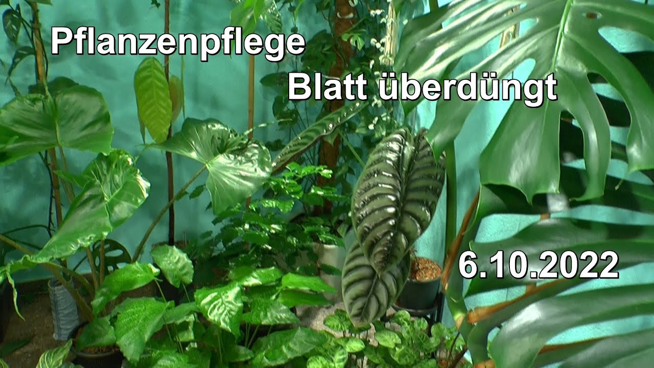 Pflanzenpflege Anfang Oktober mit Basilikum. Vorsicht mit Blattdünger bei Juwelorchidee und Updates