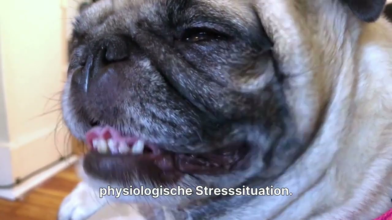 Thermoregulation bei Hunden 1080p caption