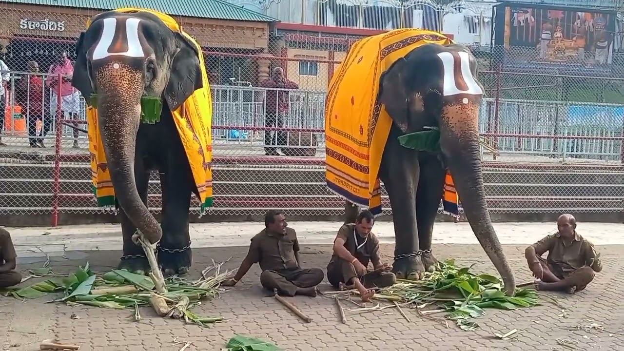 Elephant 🐘 Thirumala Thirupathi garuda seva elephant 