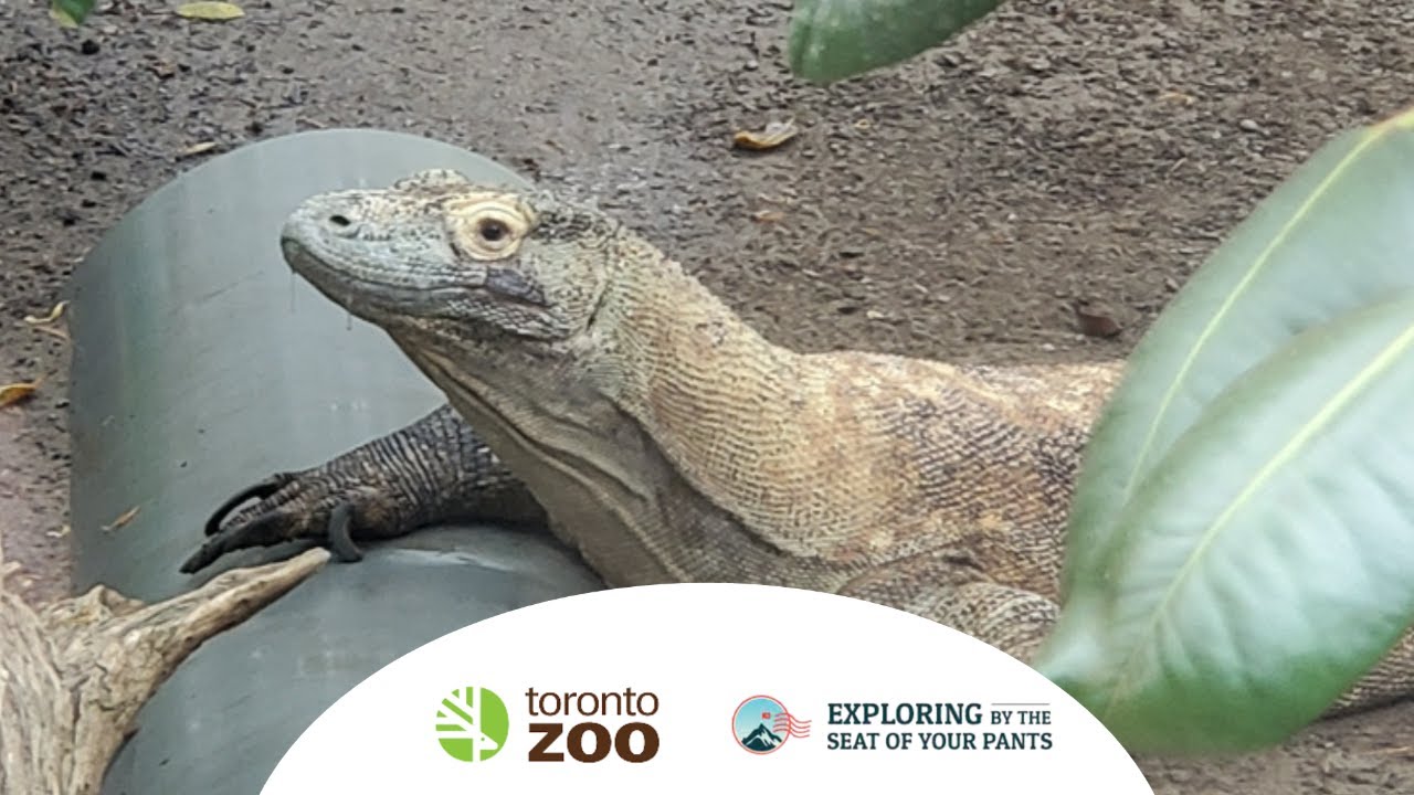 Animal Enrichment at the Toronto Zoo