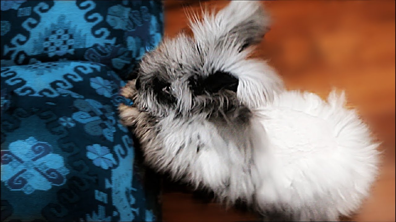 Angora Rabbits for you Homestead