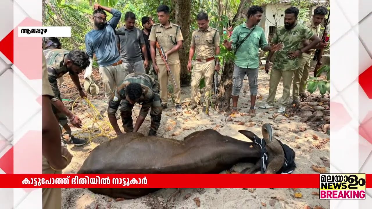 ചെന്നിത്തലയില്‍ ജനങ്ങളെ ഭീതിയിലാക്കിയ കാട്ടുപോത്തിനെ പിടികൂടി