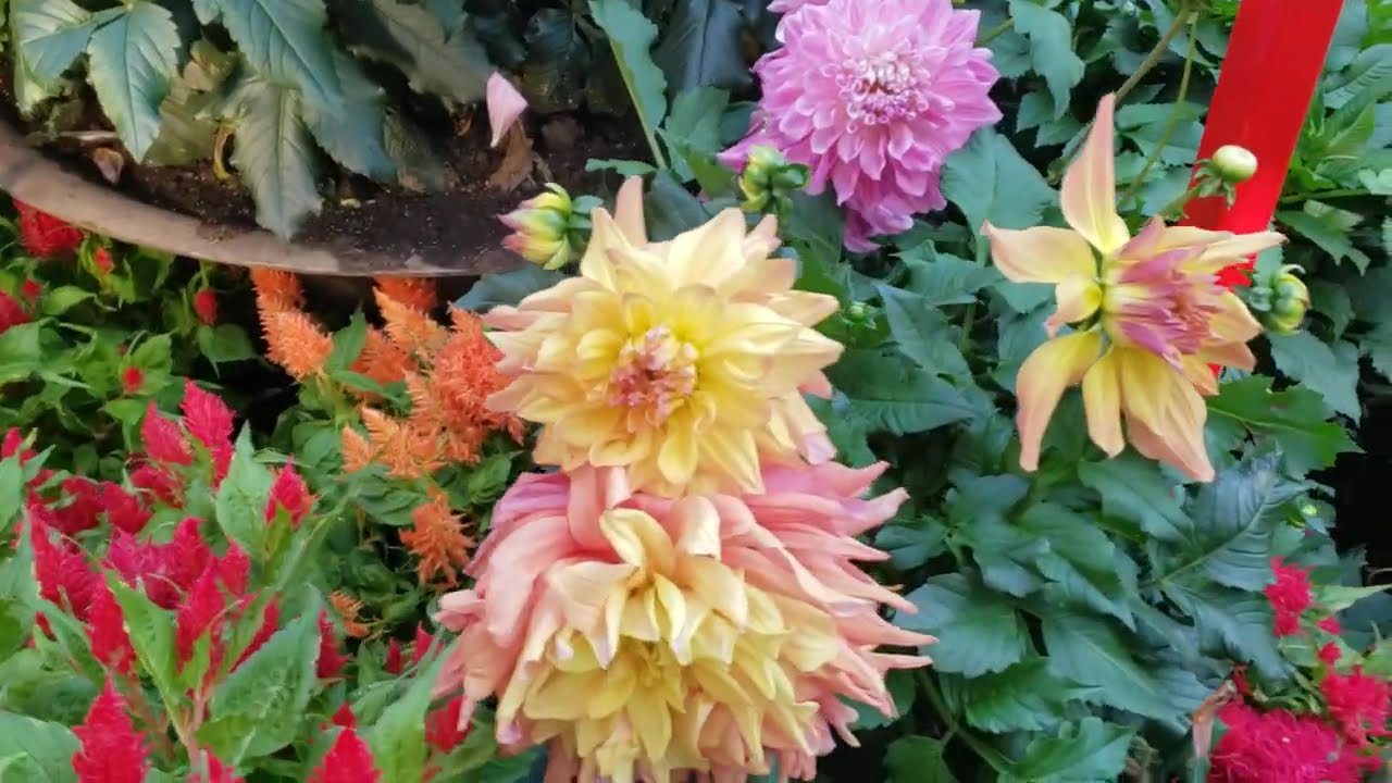 Dahlias Close-Up at the 2026 Spring Blossoms: Gallop into Prosperity Flower Dome Show, Singapore