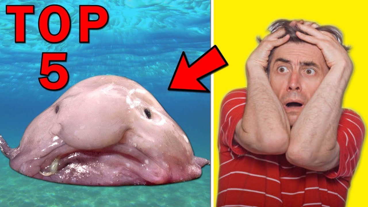 TOP 5 nejošklivějších zvířat na světě I