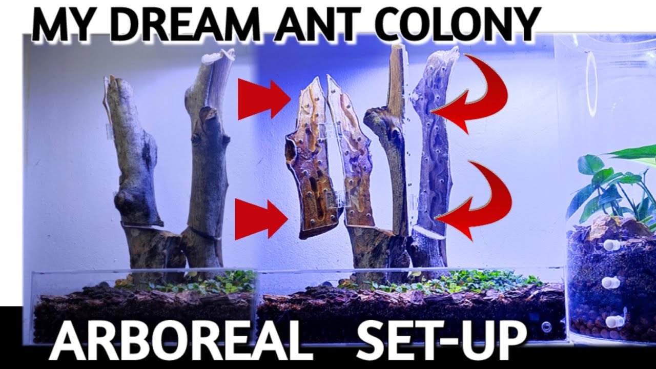 DIY BIO ACTIVE ANT FARM | D colony