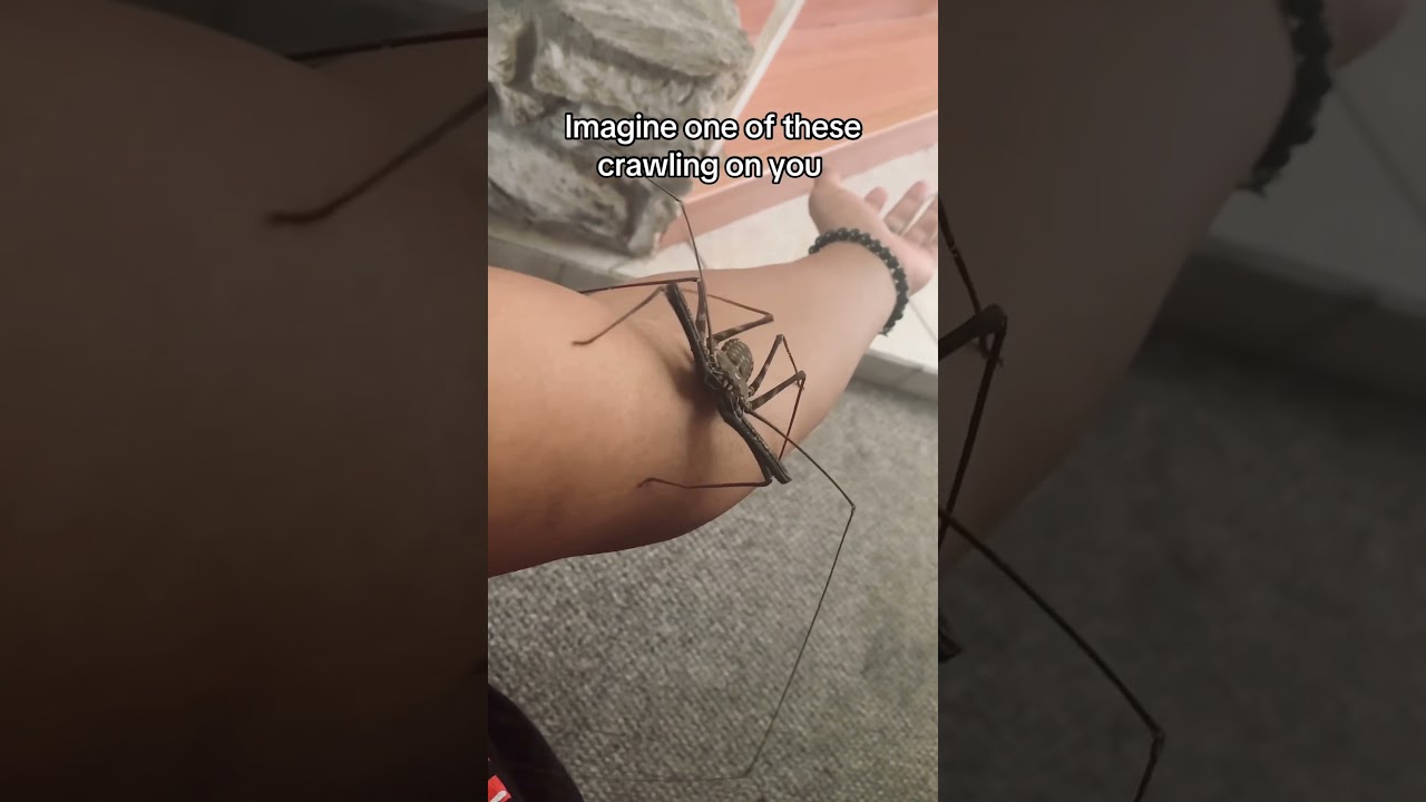 Imagine one of these crawling on you