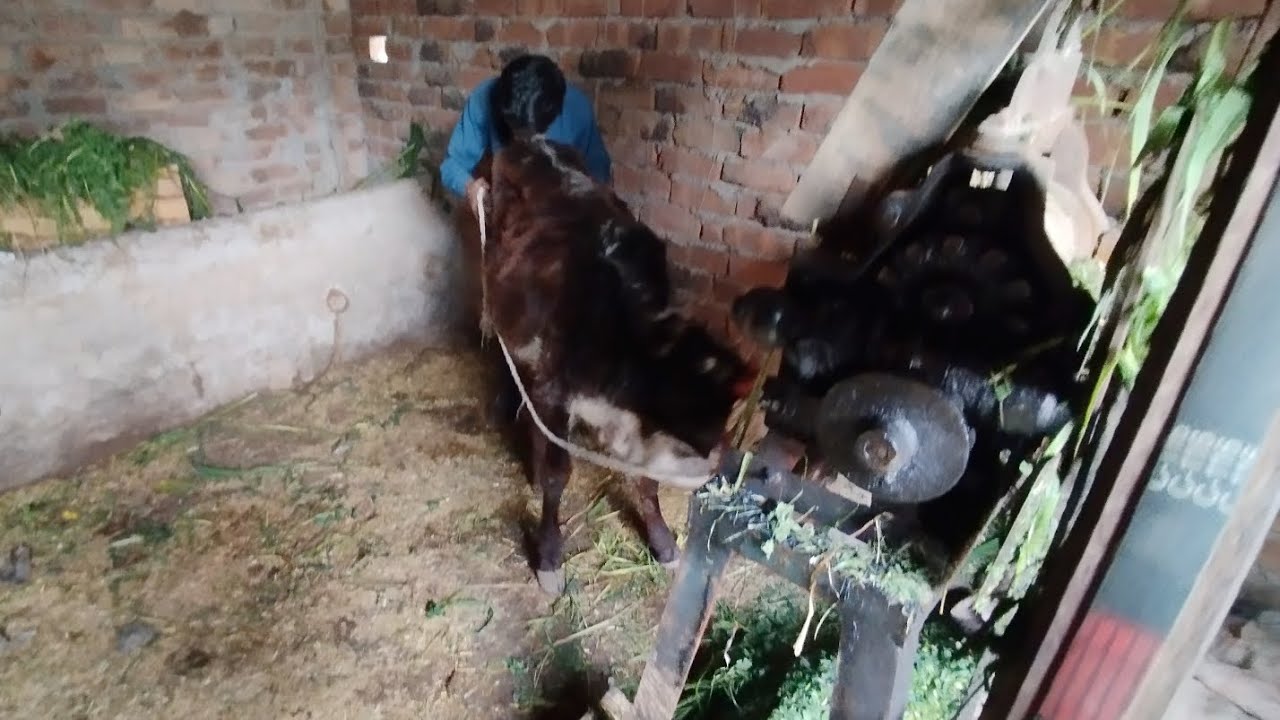 Adorable Moments Between a Calf and a Boy 🐄😊