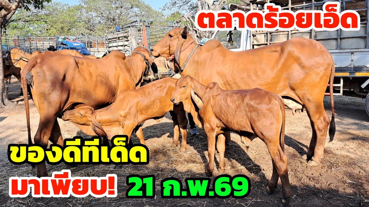 มาแล้วครับ‼️21 ก.พ.69 ของดีตลาดนัดร้อยเอ็ด แจ่มสุดๆ วัวงามอย่างเยอะ มาเลือกชมกันเลย