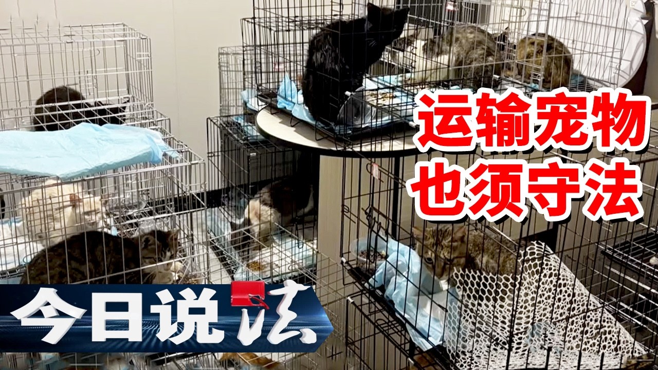 《今日说法》近500只猫面临&ldquo;死亡运输&rdquo; 志愿者和交警联手拦截 猫群最后该去往哪里？20260325 | 今日法案