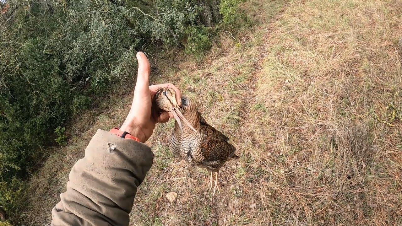BECADAS 18 01 2026