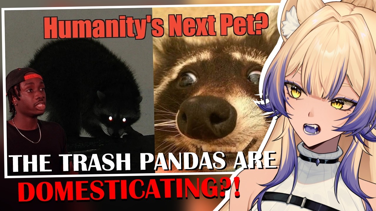 Trash Bandits are Becoming PETS?! | How Raccoons (Almost) Got Away With It | Casual Geographic React
