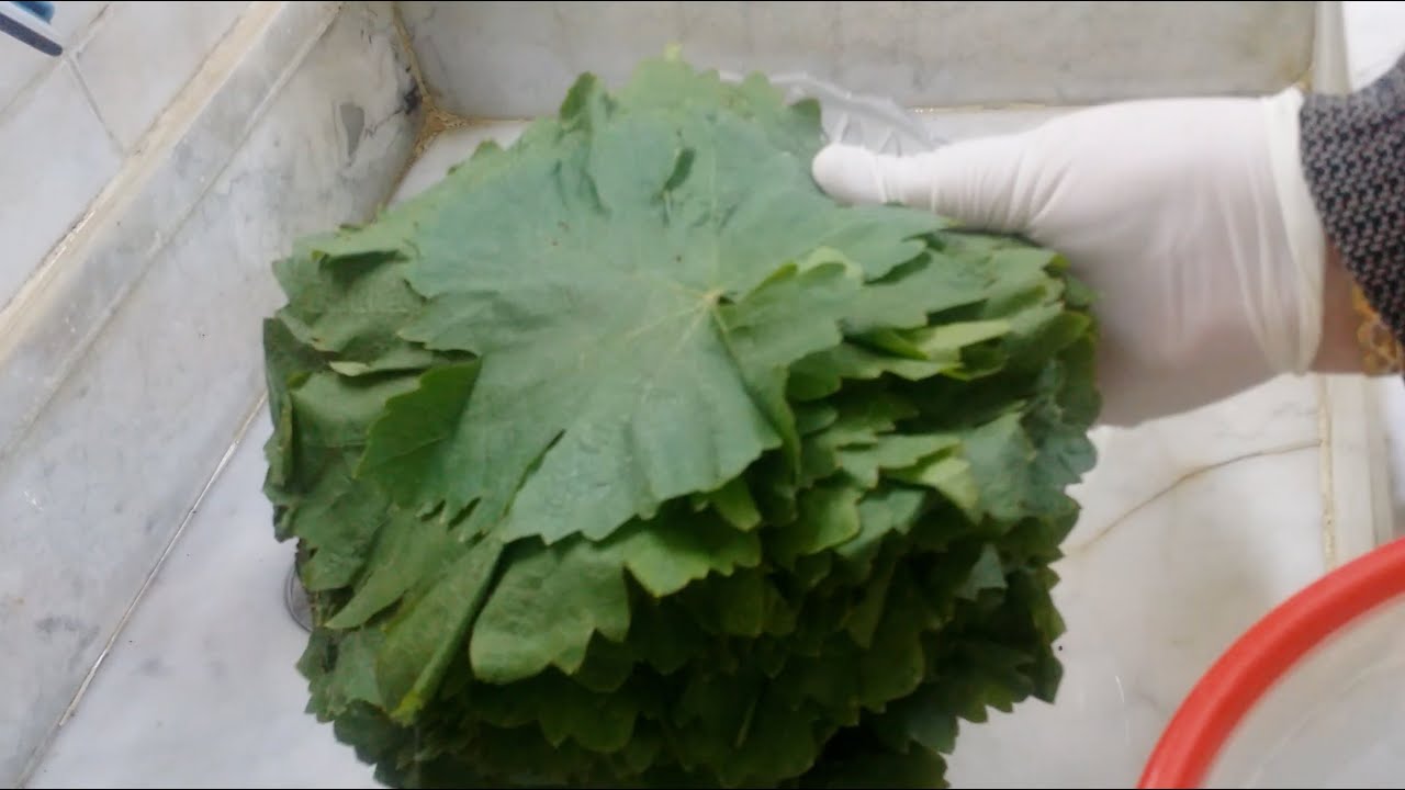 أكثر من طريقة  لحفظ ورق العنب الطازج  Methods for preserving fresh grapes leaves