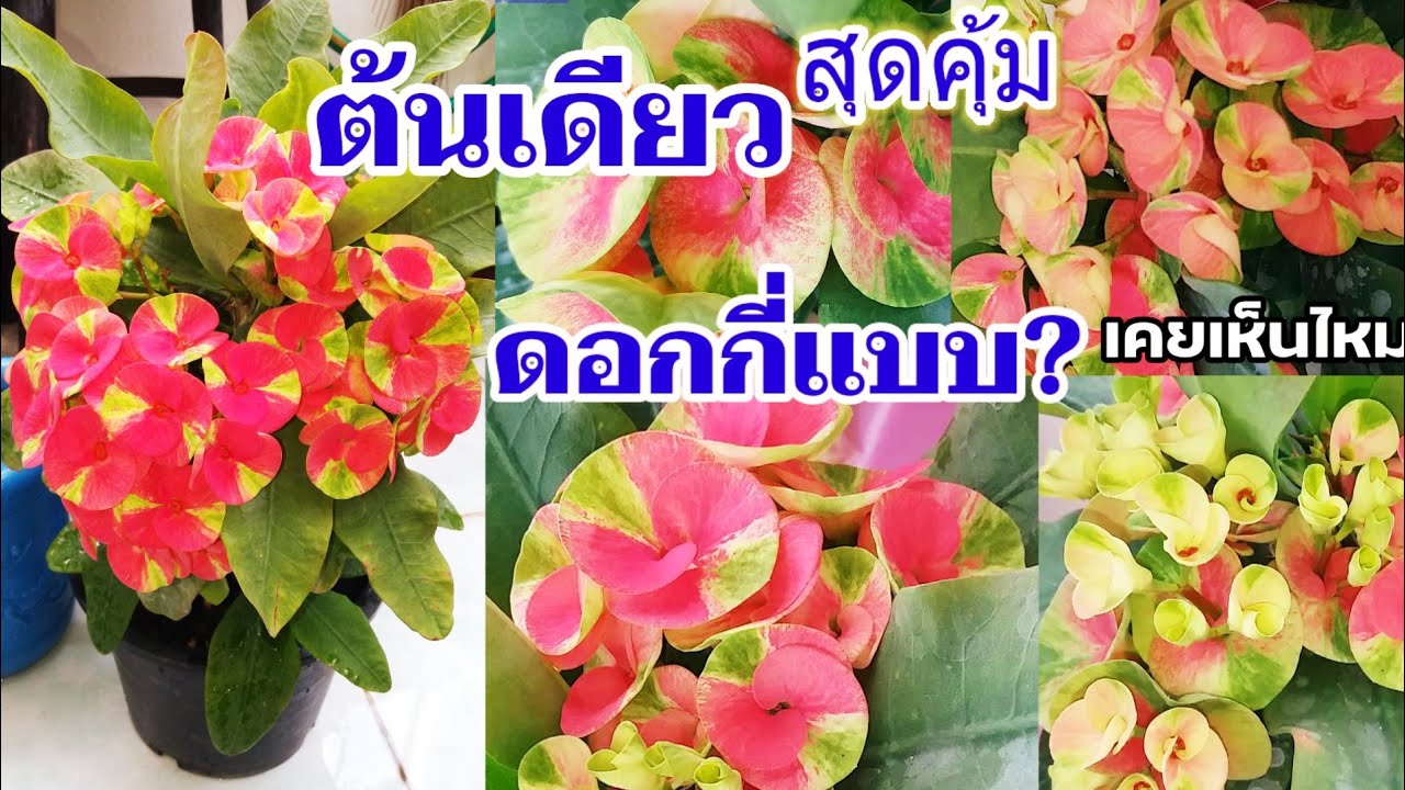 โป๊ยเซียนแบบนี้สุดแปลก! ต้นเดียวกันมีดอกหลายแบบหลายสีออกดอกรอบต้นคล้ายพวงมาลัย2ชั้นไม่ร่วงไม่เหี่ยว
