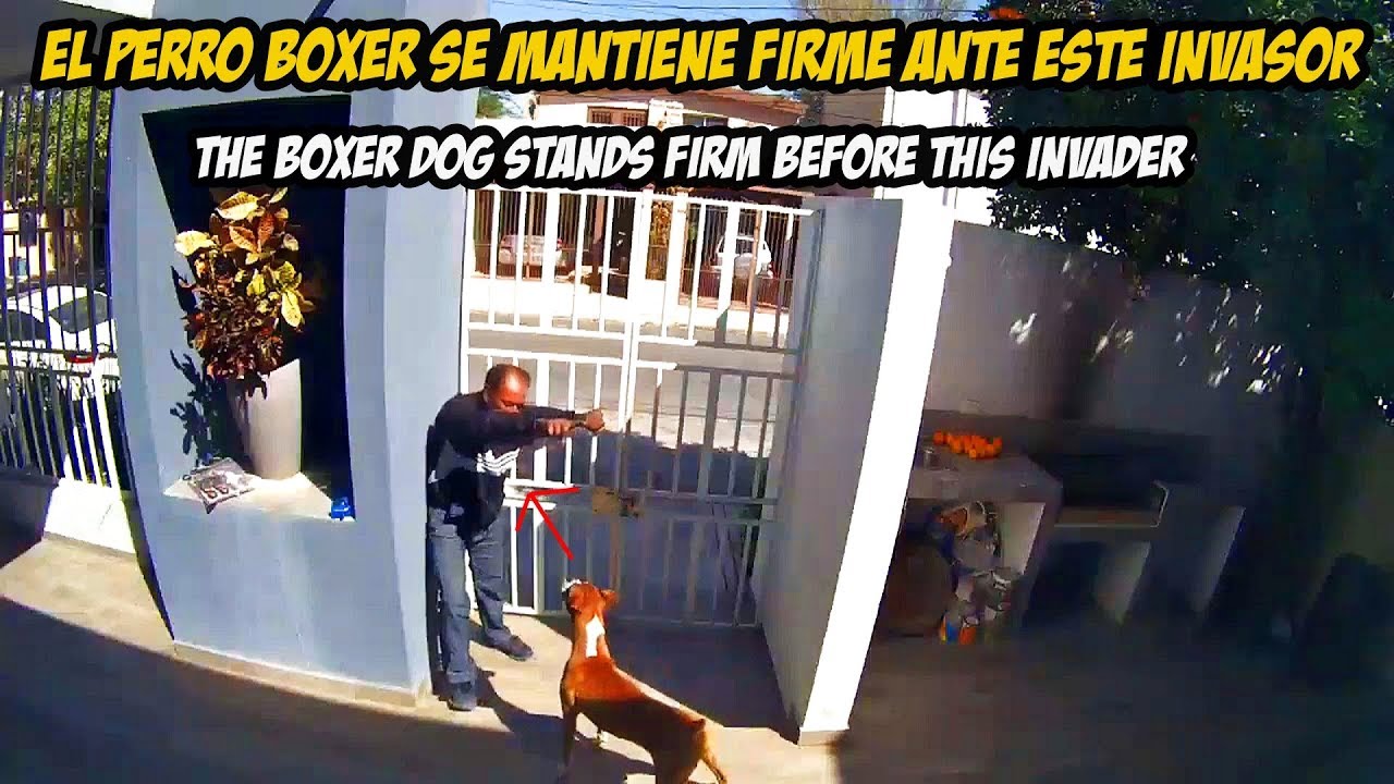 Perro Boxer ahuyenta a presunto Invasor | Perro de Guardia y Proteccion