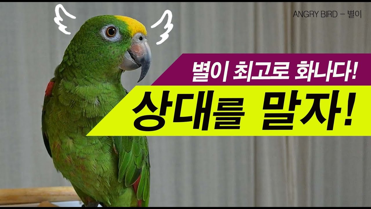 상대를 말아야지! / 사람 오빠와 앵무새의 싸움 / 싸우면서도 집안 일 챙기는 별이 / 사람과 대화하는 아마존 앵무새 / ANGRY BIRD