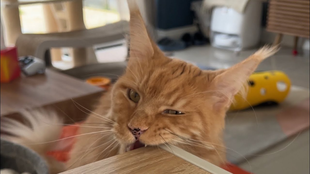 Life With an Orange Maine Coon 😸🧡