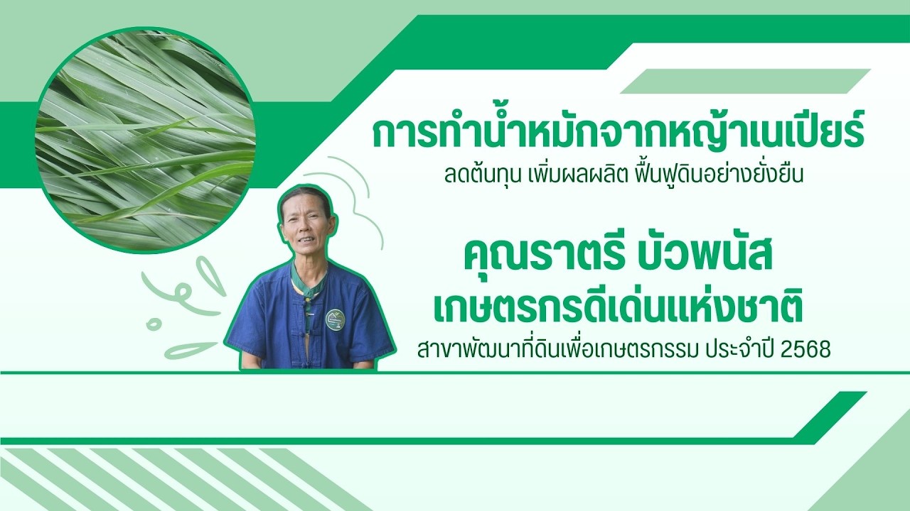 การทำน้ำหมักจากหญ้าเนเปียร์ ลดต้นทุน เพิ่มผลผลิต ฟื้นฟูดินอย่างยั่งยืน