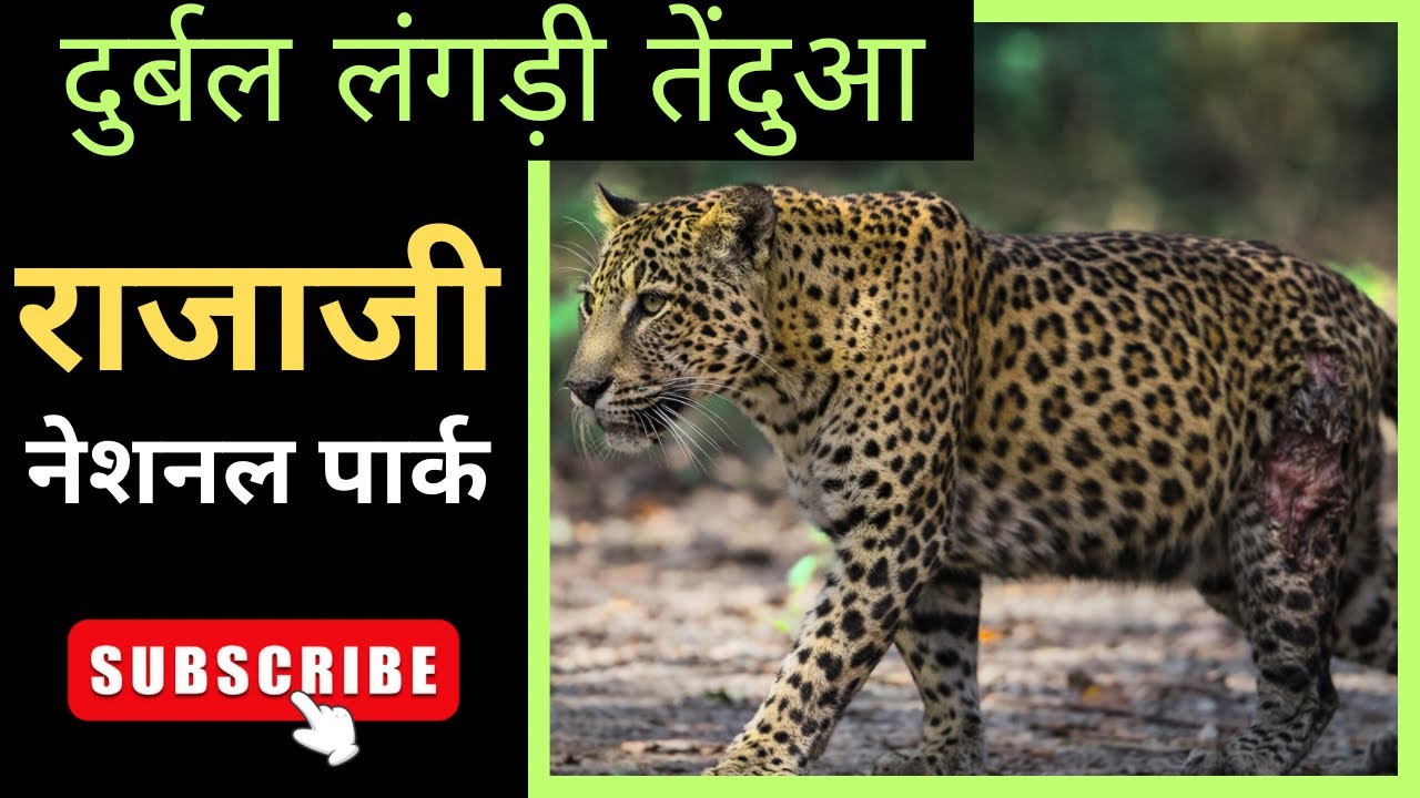 घने जंगल के बीच छुप कर बैठी लँगड़ी मादा गुलदार बहुत दुर्लभ दिखी ||हीरा पन्ना की माँ लैला 