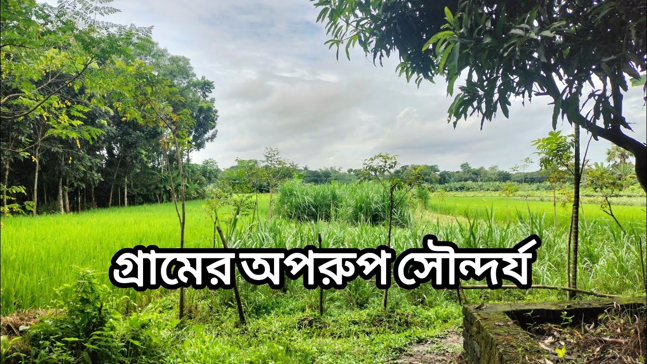গ্রামের অপরূপ সৌন্দর্য, আজ নিজেদের পারিবারিক কবরস্থানটা তোমাদের সাথে শেয়ার করলাম❤️❤️❤️