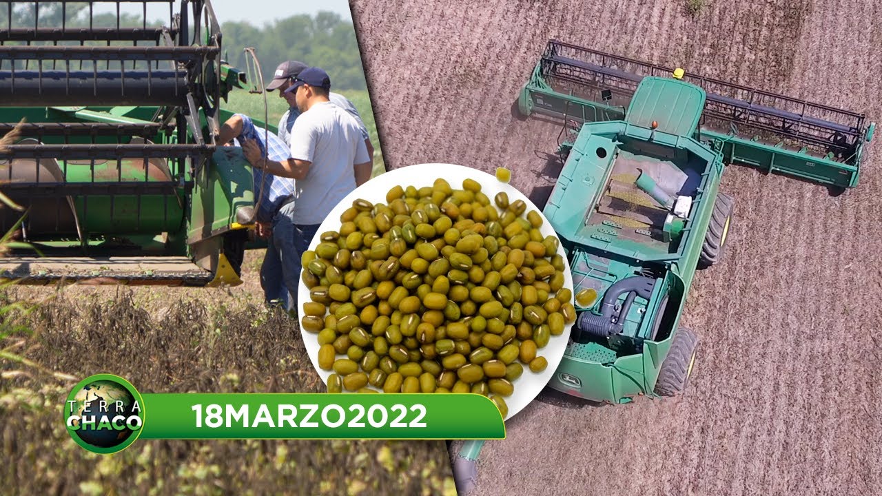 POROTO, ALTERNATIVA PARA EL NORTE ARGENTINO // CULTIVOS EN CAMPO LARGO Y QUITILIPI  | TERRA CHACO