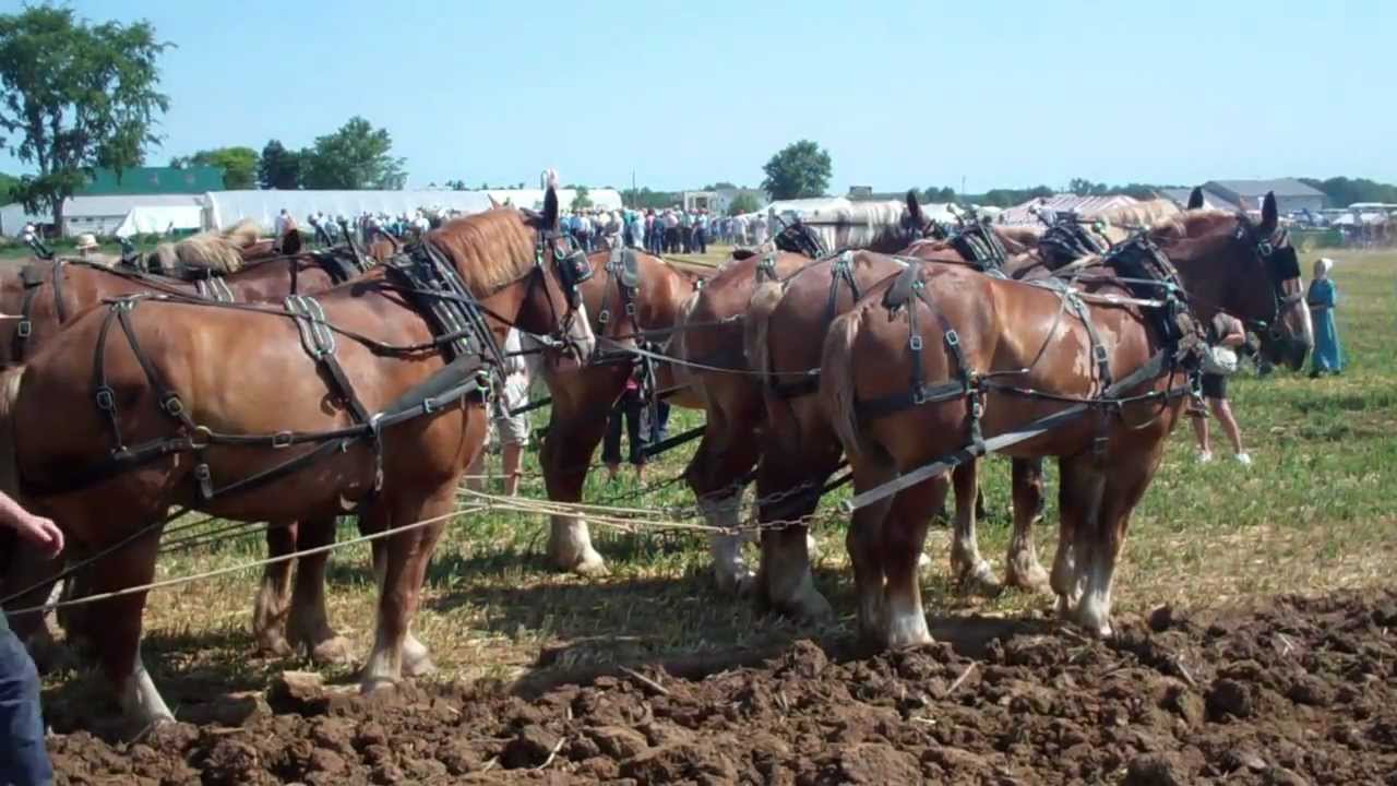12 horse with 4 bottom plow