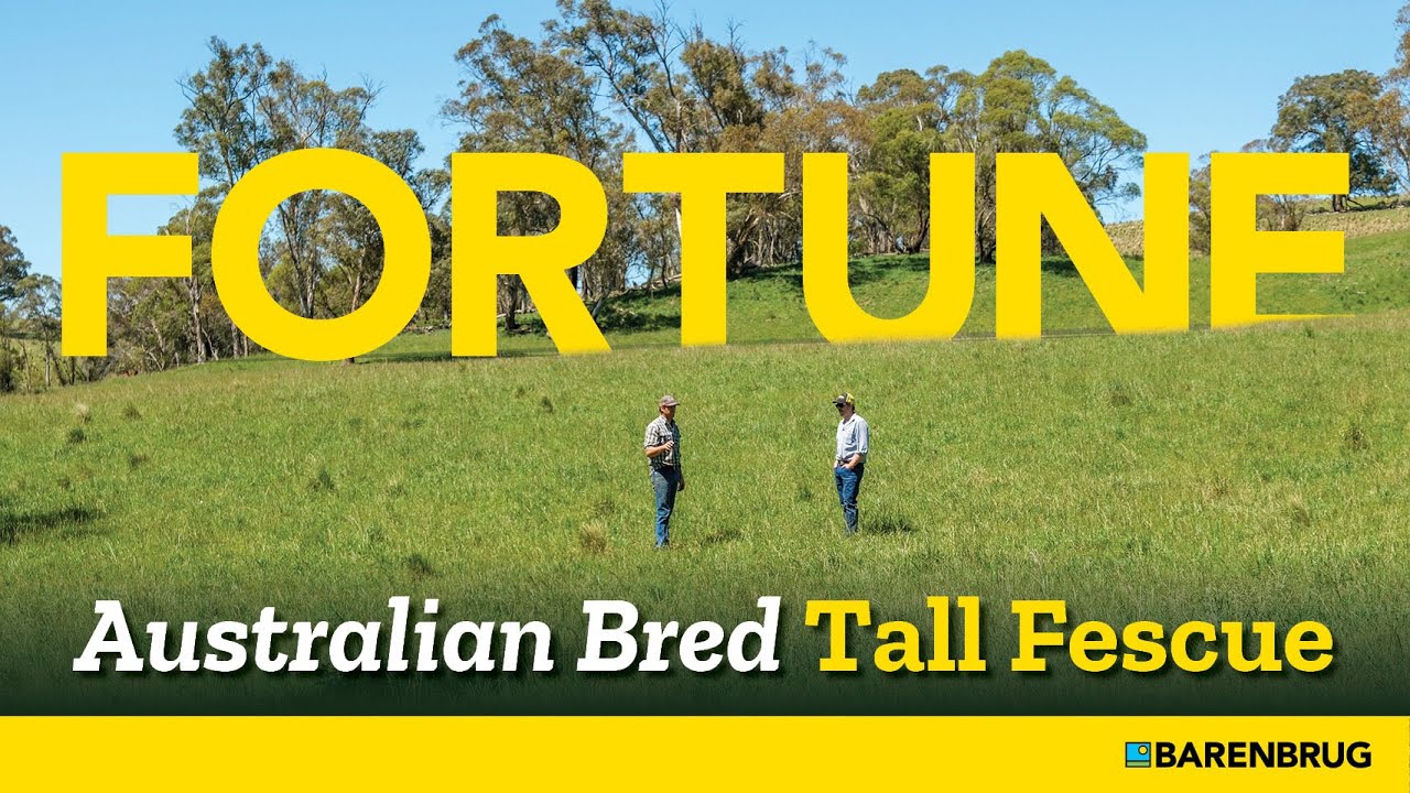 FORTUNE Tall Fescue: Pasture Grass Bred Here for TOUGH Australian Conditions