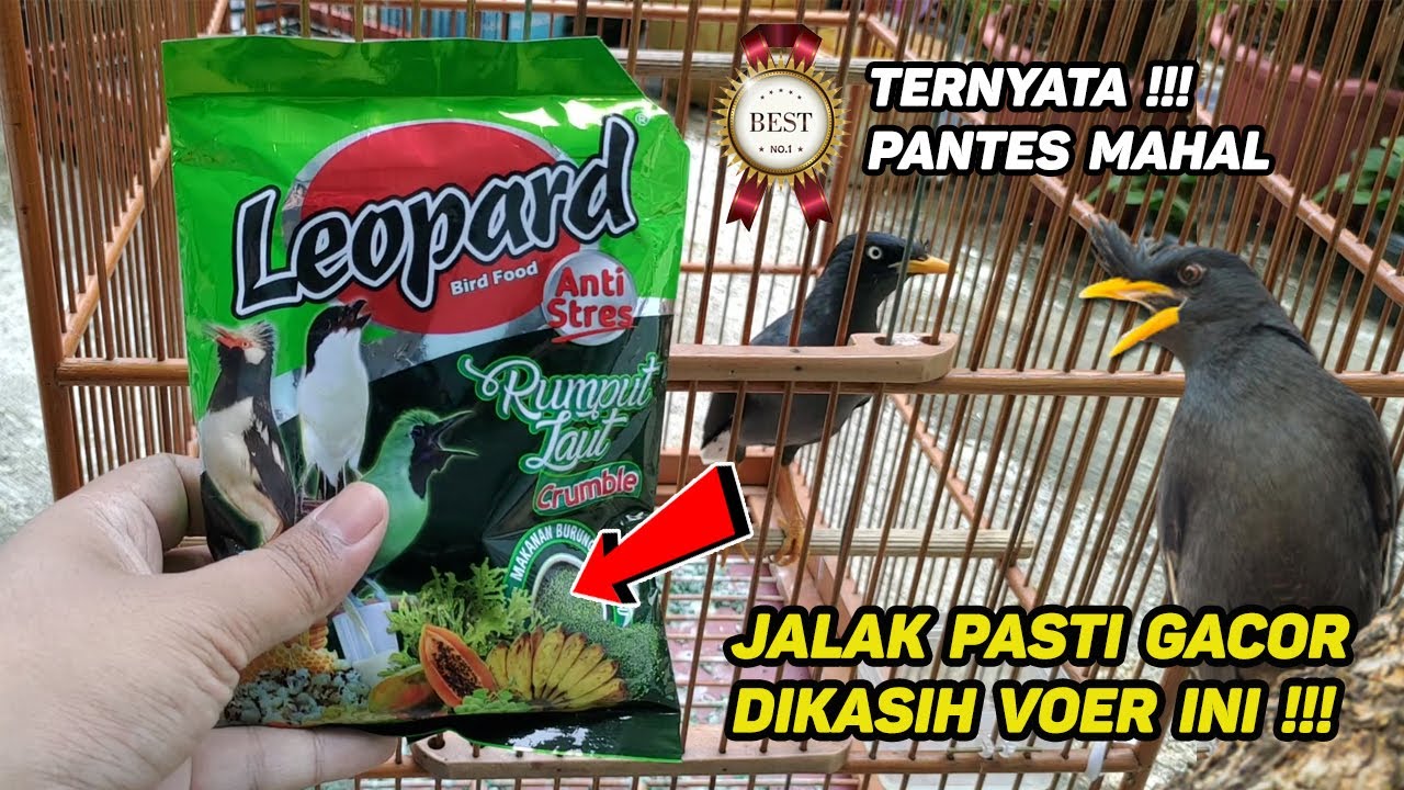 Pakan TERBAIK untuk Burung Jalak Kebo Biar Cepat GACOR - Kasih Saja Voer Leopard Crumble