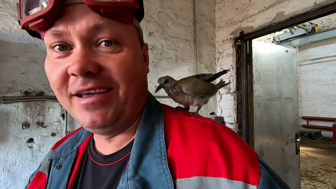 Сегодня полетел Торум, ну а уборка урожая продолжается! Подбор валков!