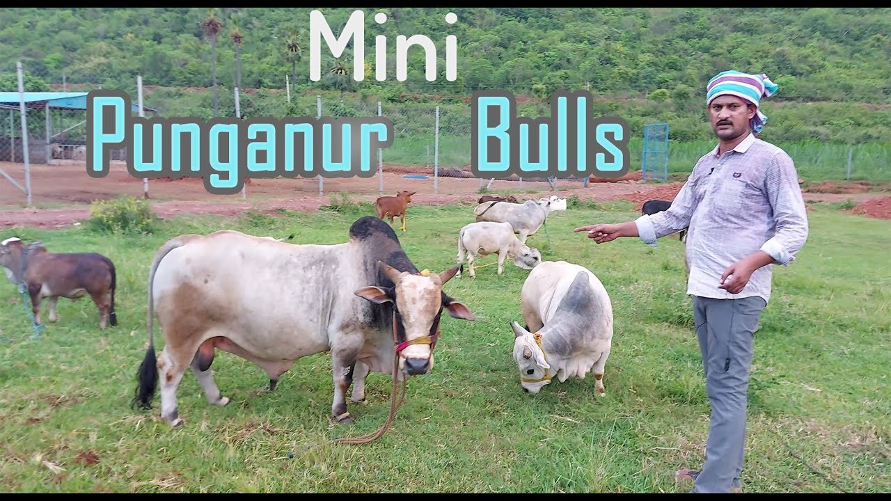 World's Shortest Miniature Punganur Bulls In India | Punganur Miniature Bulls Nadipathy Goshala