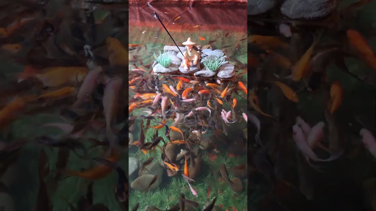 Fish Reaction Focus | ASMR FISHING 