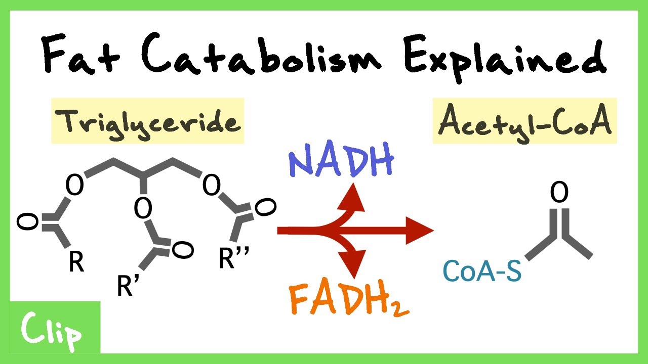 Fatty Acid Catabolism Explained (Beta oxidation, Ketogenesis, Lipolysis, Carnitine Shuttle) | Clip