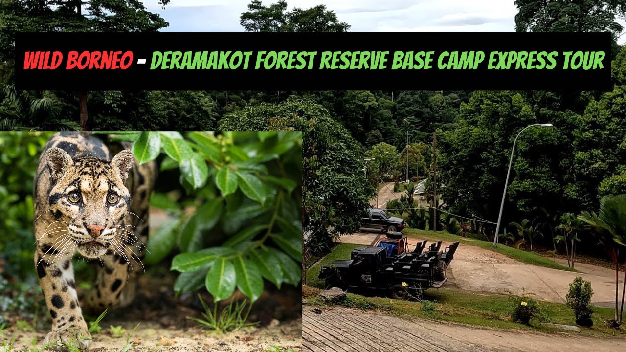 Wild Borneo - Deramakot Forest Reserve Base Camp Express Tour