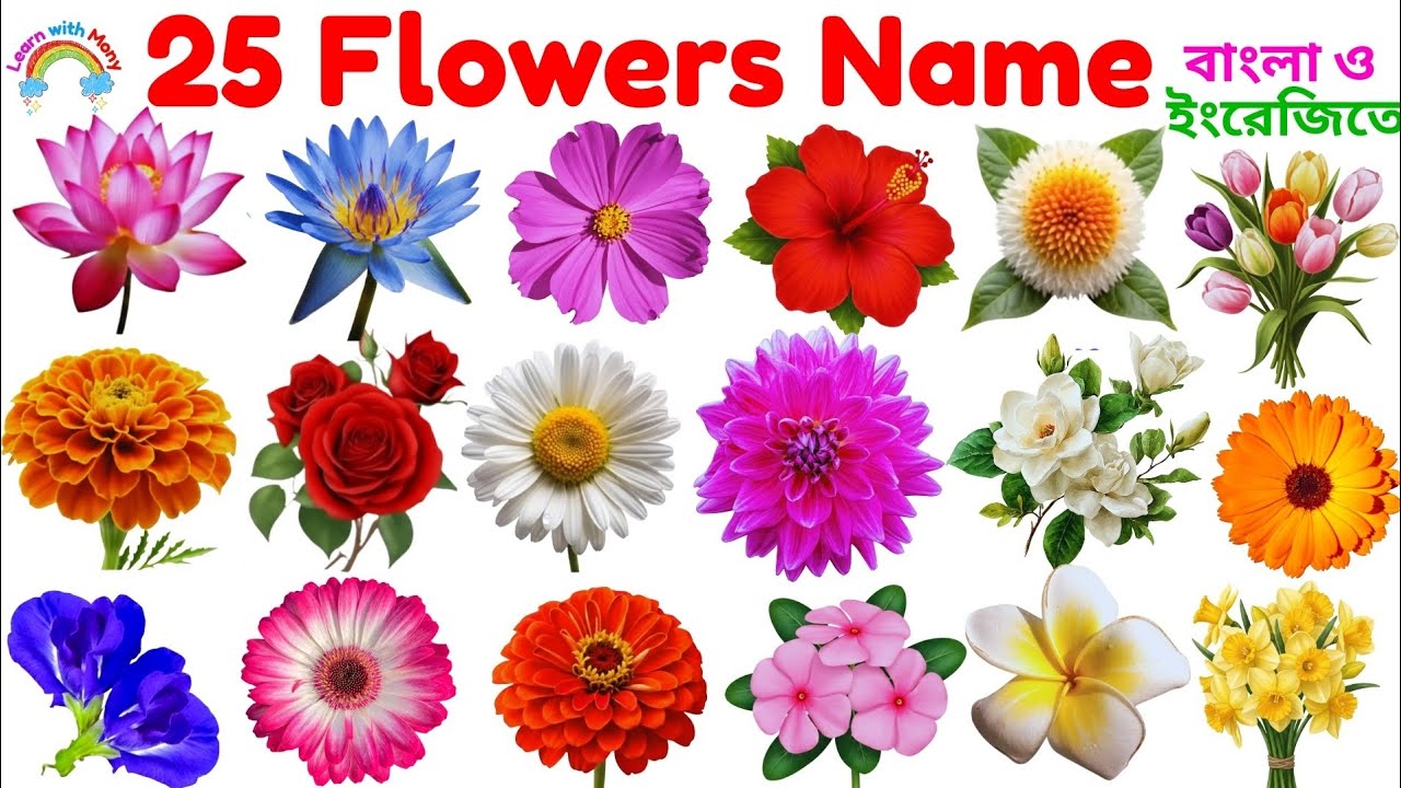 Flowers Name in English|25 Flower Names for Kids |ফুলের নাম বাংলা ও ইংরেজিতে| Flowers Vocabulary