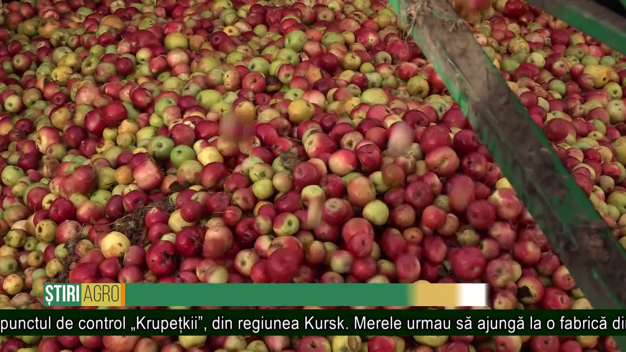 Alt lot de mere, &icirc;ntors din Rusia