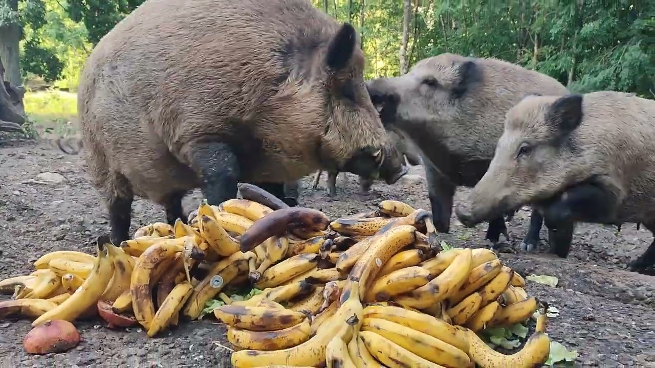 Feeding wild boar